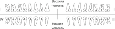 jaw